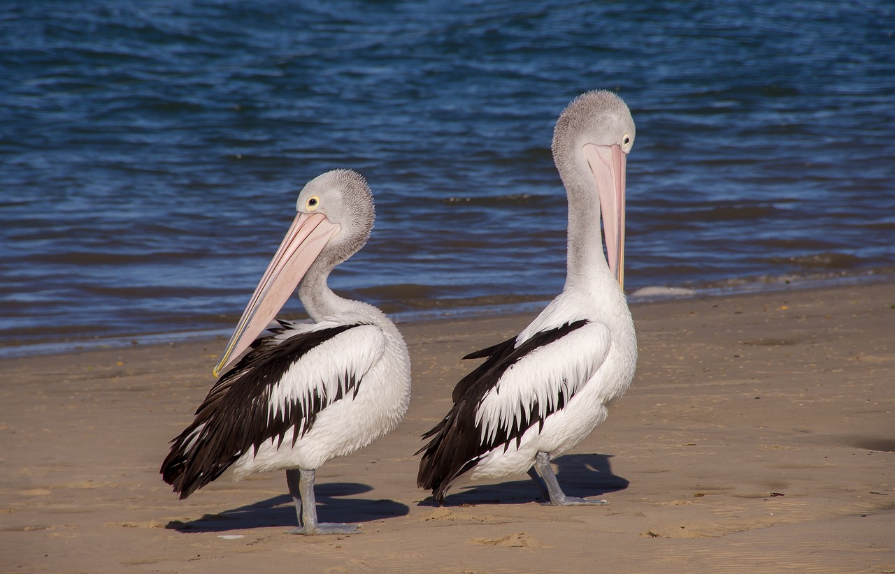 pelicans, sea, beach-3523780.jpg